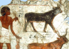 Farming in Ancient Egypt | Recurso educativo 725304