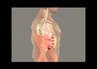 Animación 3D de los movimientos pulmonares | Recurso educativo 725389