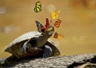 Salt regulation - Butterflies that drink turtle tears for the salt content. | Recurso educativo 727224