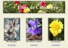Flors de Catalunya | Recurso educativo 728408