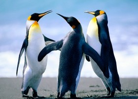 Penguins.jpg | Recurso educativo 728967