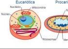 Célula eucariótica e célula procariótica | Recurso educativo 734919