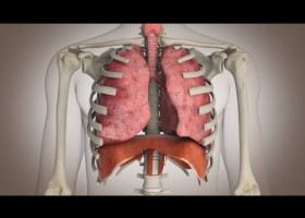 El funcionamiento del sistema respiratorio | Recurso educativo 736573