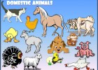 Domestic animals | Recurso educativo 736691