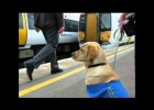 Hester A Guide Dog Puppy's Tale | Recurso educativo 736721