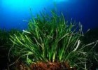 El ecosistema natural mediterráneo: la posidonia | Recurso educativo 737374