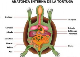 Los aparatos circulatorios. | Recurso educativo 739554