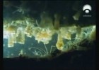 Ciclo biológico de las medusas | Recurso educativo 741301
