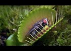 Carnivorous plants | Recurso educativo 742074