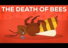 The Death Of Bees Explained ? Parasites, Poison and Humans | Recurso educativo 742773