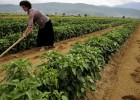 Can Serbia's farming heritage survive? - BBC News | Recurso educativo 743933