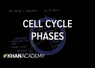 El ciclo celular | Recurso educativo 751928