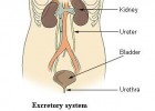 Excretory system - Poop Facts for Kids | Recurso educativo 91947