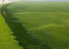 Una 'invasió' d'algues tenyeix de verd la costa xinesa | Recurso educativo 759565