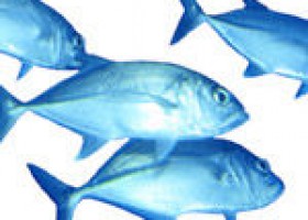 Sobreexplotación pesquera | Recurso educativo 760781