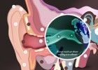 Interactive Ear tool showing how the ear works | Recurso educativo 731309