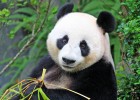 Oso panda | Recurso educativo 766937