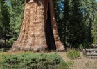 Giant sequoia | Recurso educativo 769093