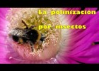 La polinización por insectos | Recurso educativo 771042
