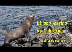 El lobo marino de California - The California Sea Lion | Recurso educativo 772549