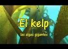 Los bosques de algas gigantes, el kelp. What is a kelp forest? | Recurso educativo 772550