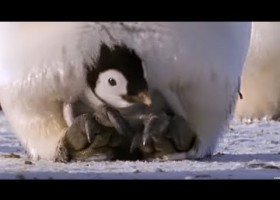 Els pingüins | Recurso educativo 774210