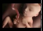 El procés de l'embaràs | Recurso educativo 774948