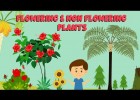 Flowering and non flowering plants | Recurso educativo 784373