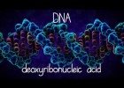 Estructura del ADN | Recurso educativo 789395