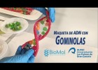 ADN amb Gominoles | Recurso educativo 790047