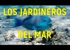 Los jardineros del mar | Recurso educativo 7903469