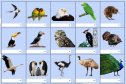 Birds II (matching game) | Recurso educativo 9145