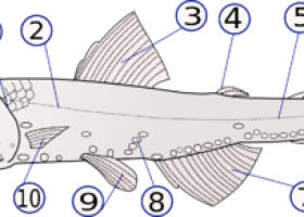 Pisces - Wikipedia, la enciclopedia libre | Recurso educativo 747948