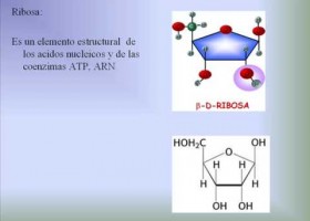 Los carbohidratos | Recurso educativo 755272